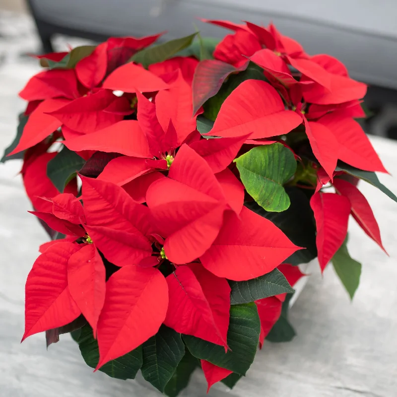 10" Poinsettia - White or Red