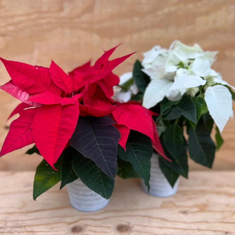 4" Poinsettia - White or Red