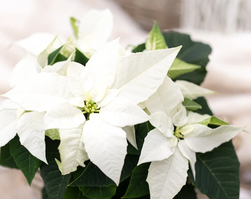 6" Poinsettia - White or Red