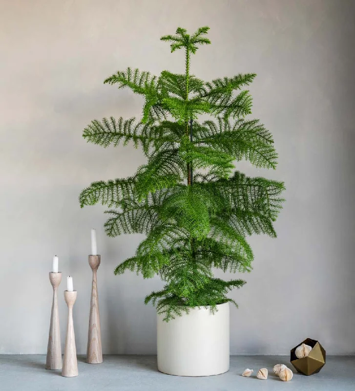 Norfolk Island Pine