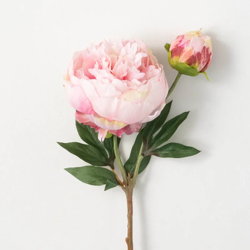 Pale Pink Peony With Bud