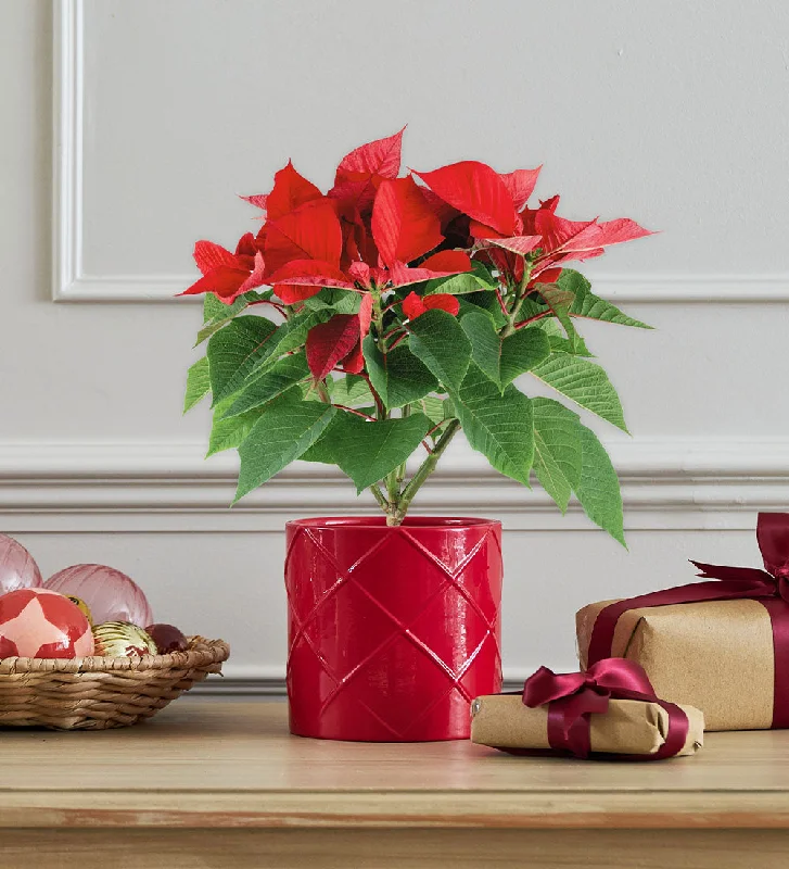 Poinsettia & Red Pot