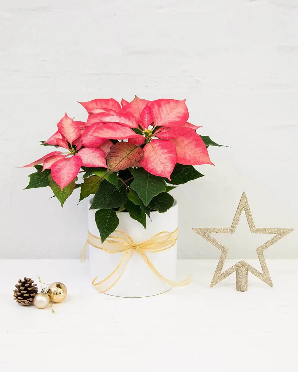 Potted Poinsettia (Pink)