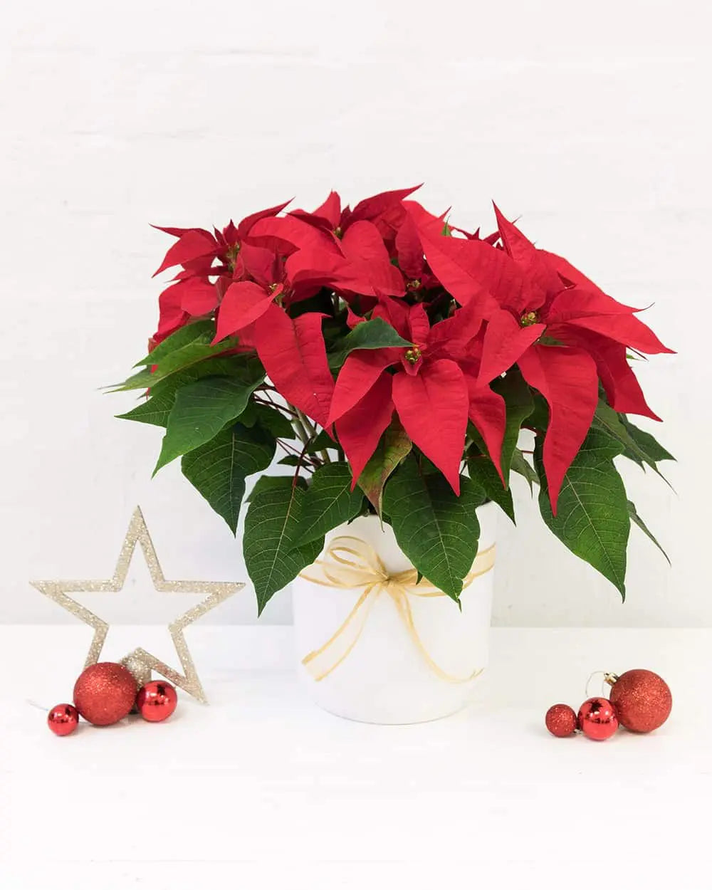 Potted Poinsettia (Red)