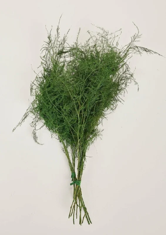 Preserved Asparagus Plumosus Fern  - 12"-28"